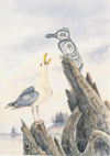 Seagull